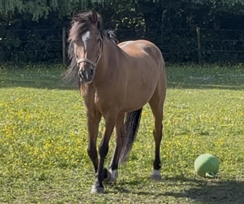 Bibi in de weide