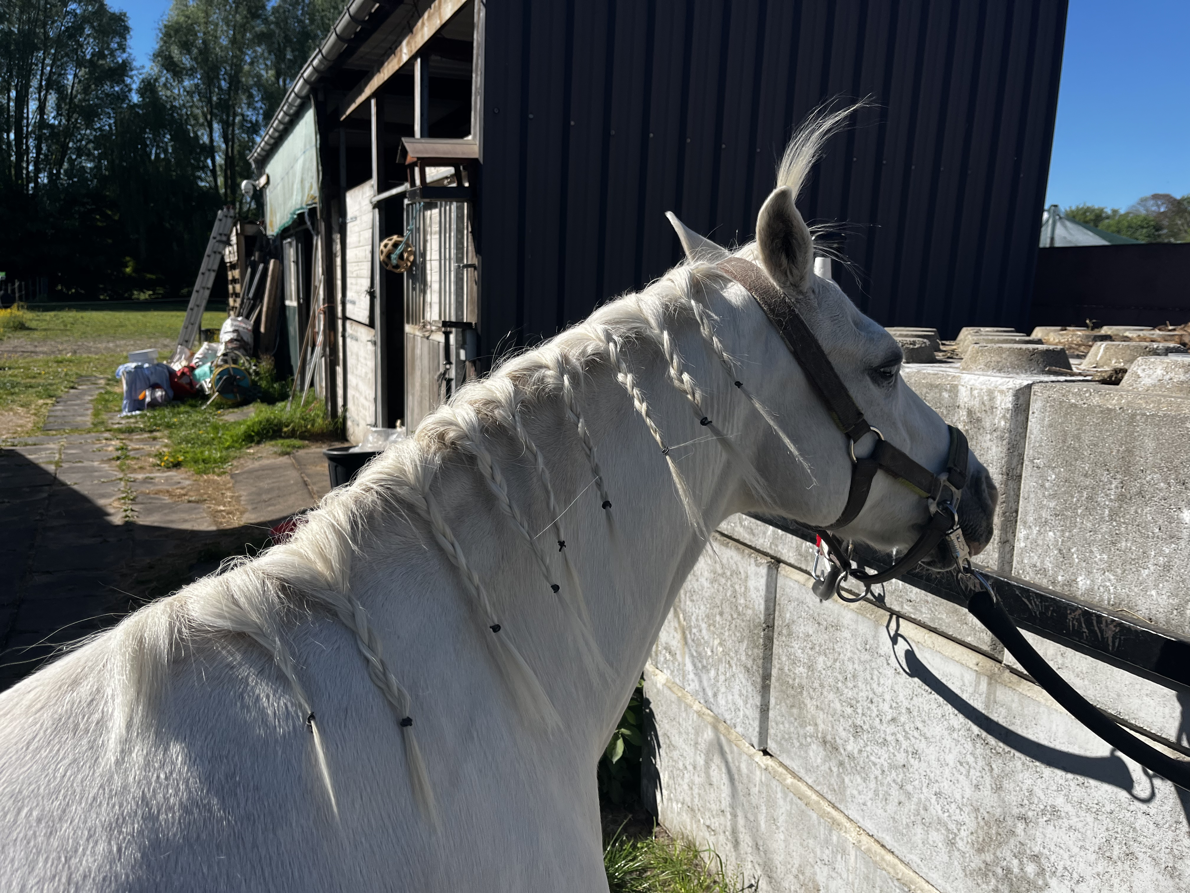 Nasser met vlechtjes in zijn manen