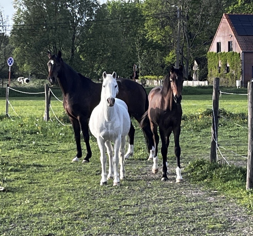 Drie pony's samen in de weide