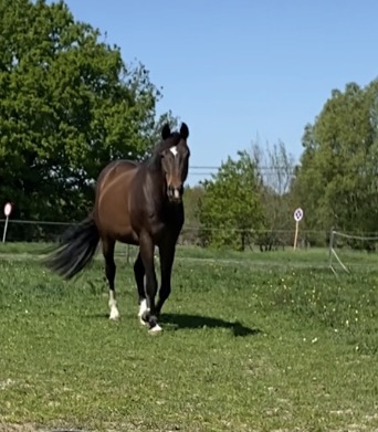 Popje in de weide